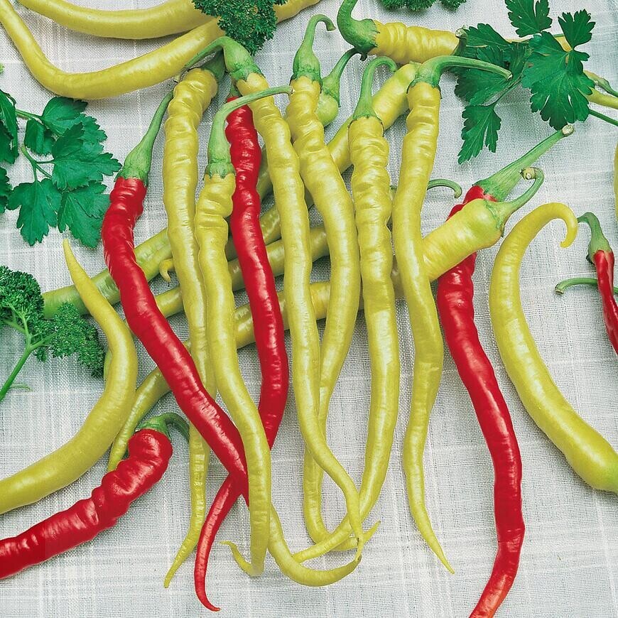 Paprika poľná, mierne štipľavá , typ kozí roh Beros