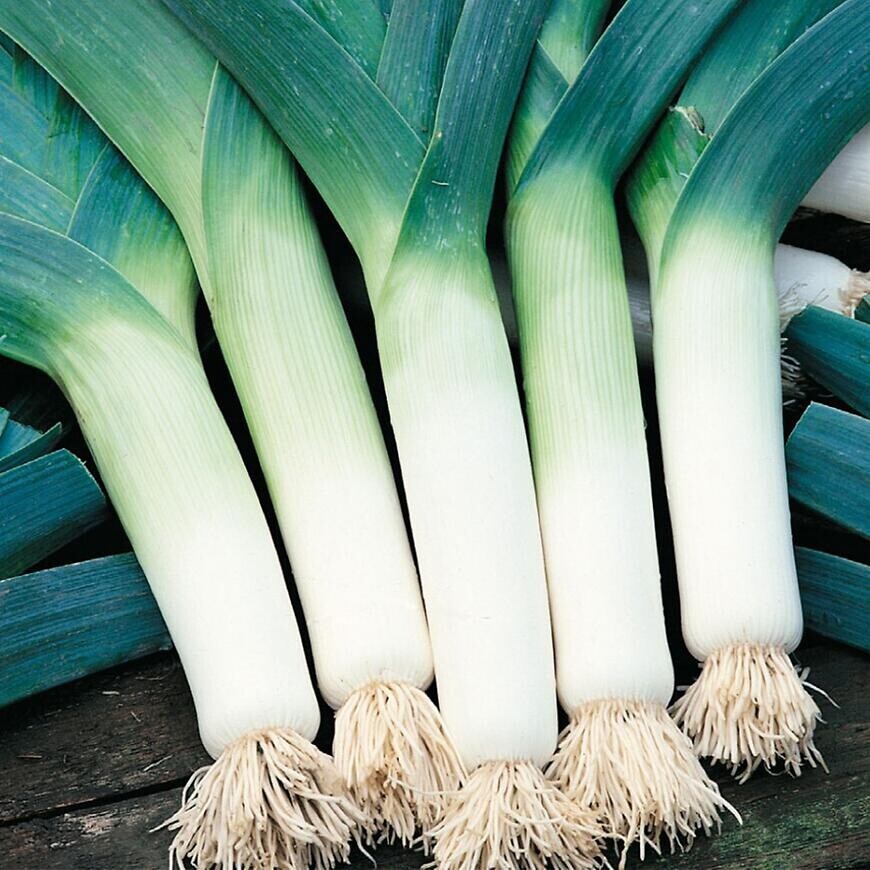 Pór zimný, na prezimovanie Elefant