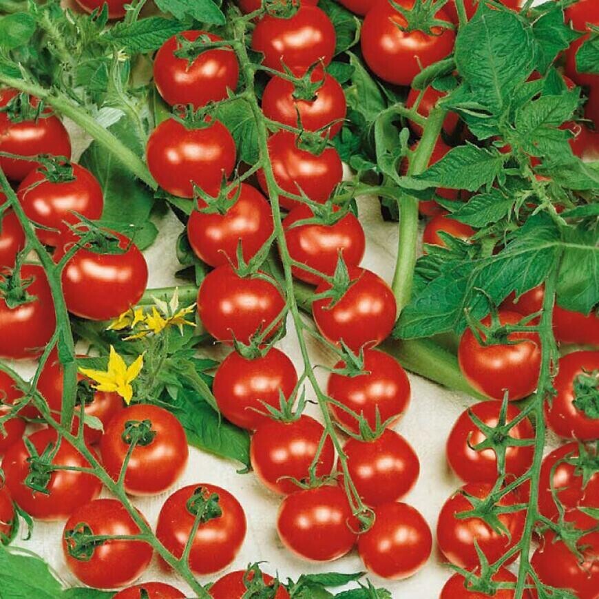 Rajčiak Cherrola F1