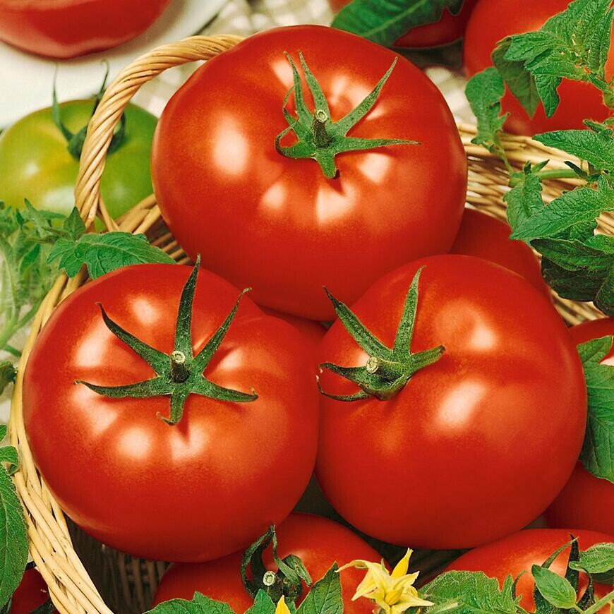 Rajčiak Tornádo F1