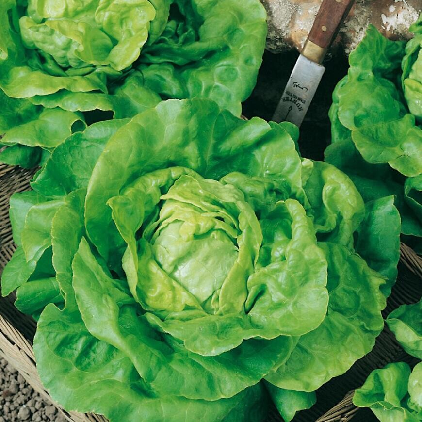 Šalát siaty jarný, skorý