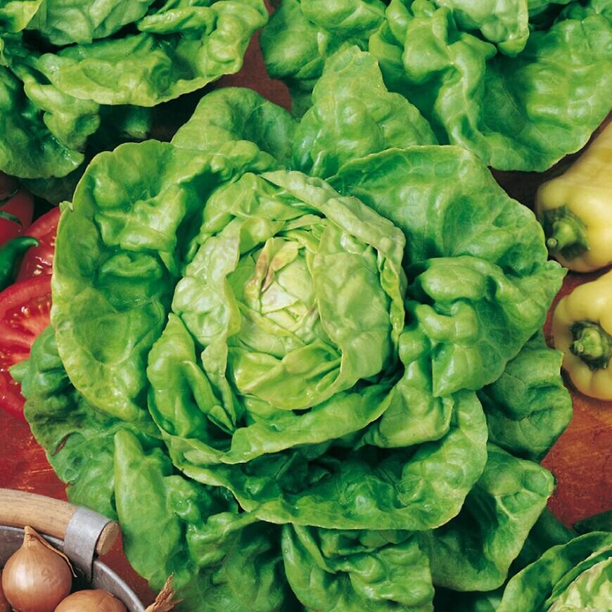 Šalát siaty letný Lento