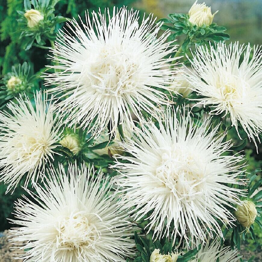 Astra vysoká ihlicovitá biela