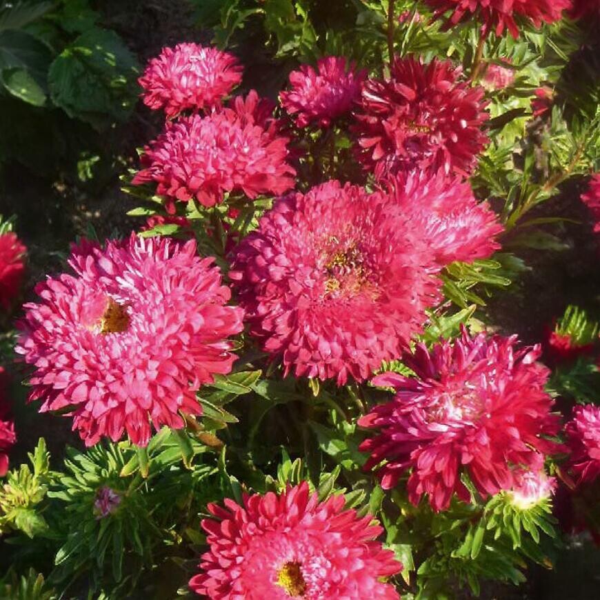 Astra nízka Prúhonický trpaslík šarlátová červená