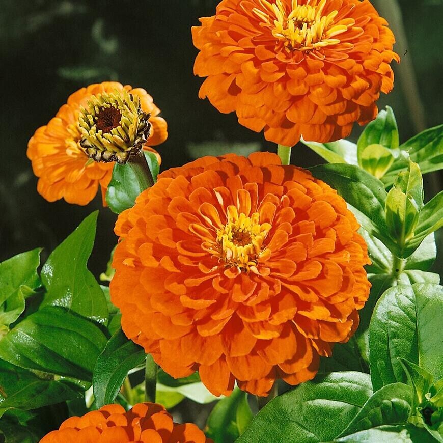 Cínia georgínokvetá oranžová