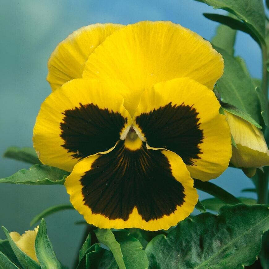 Fialka sirôtka žltá s okom