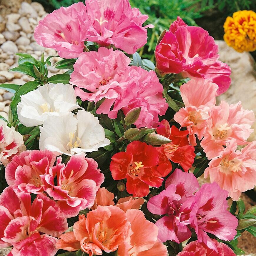 Godecia plnokvetá zmes