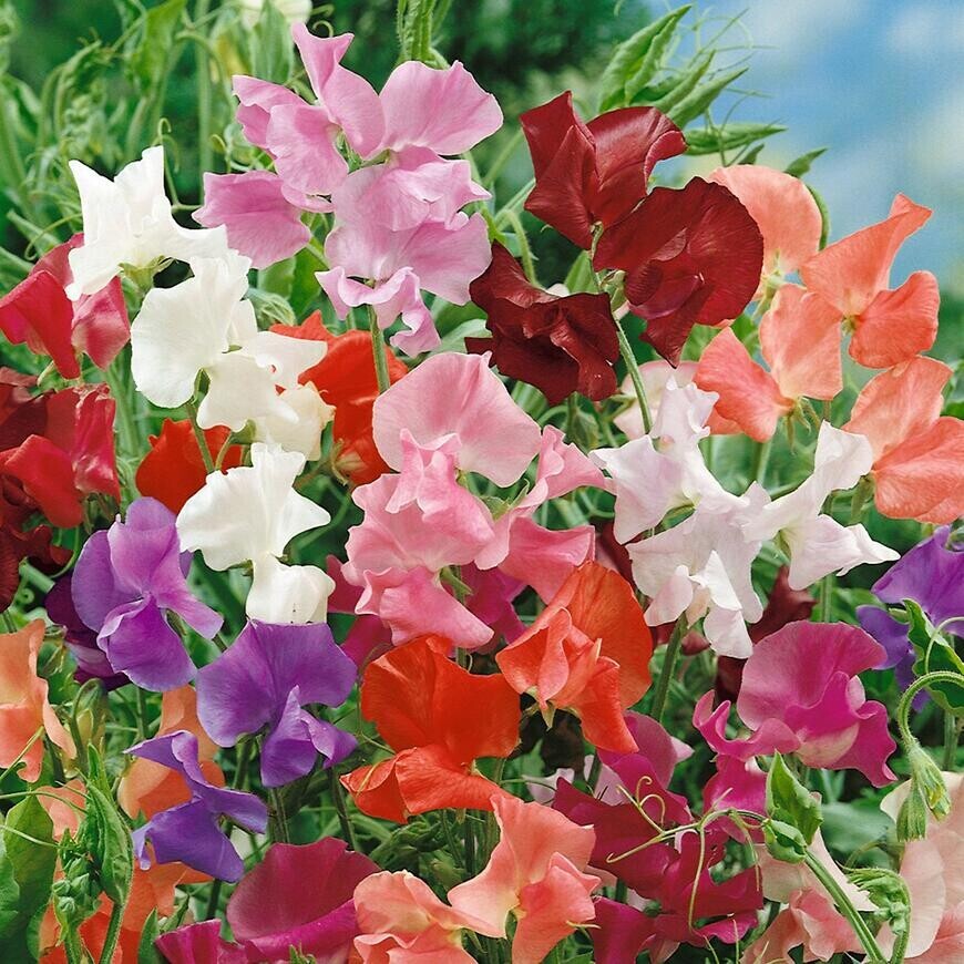 Hrachor ťahavý zmes