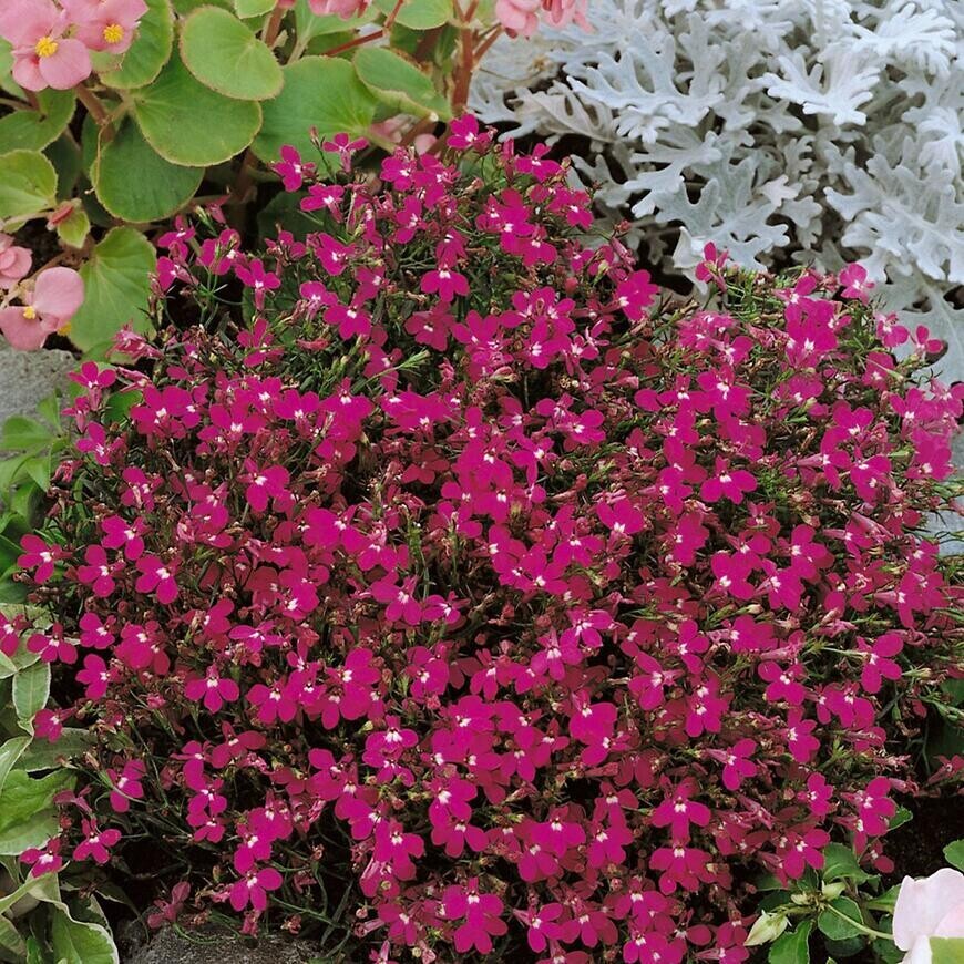 Lobelka drobná červená