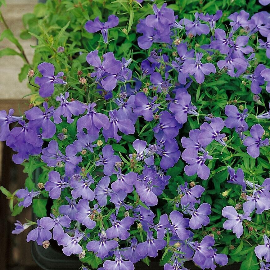 Lobelka drobná modrá