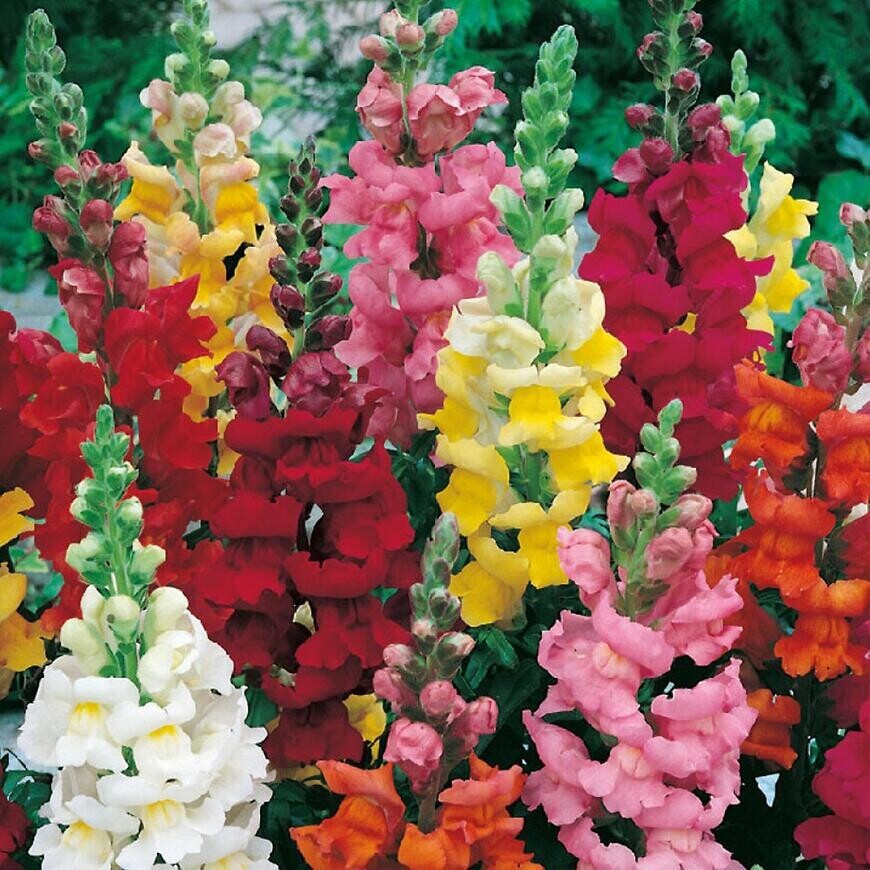 Papuľka väčšia zmes