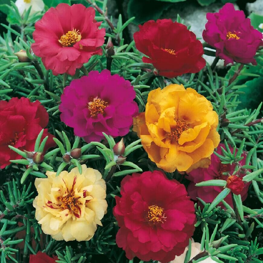 Portulaka veľkokvetá zmes