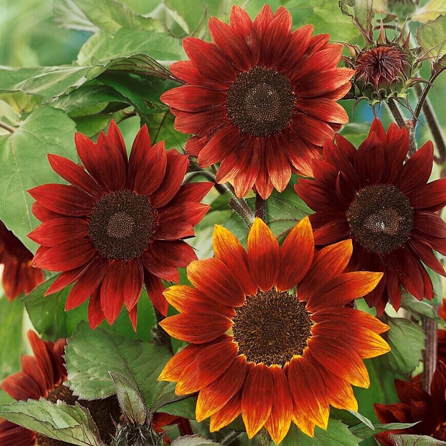 Slnečnica červená