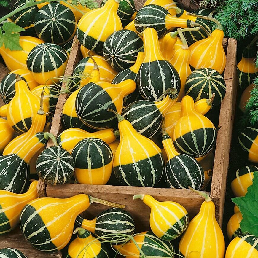 Dekoratívne tekvice Pear Bicolor