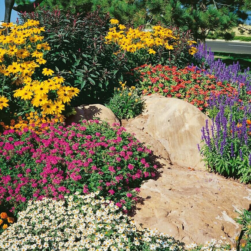 Trvalky do skalky zmes