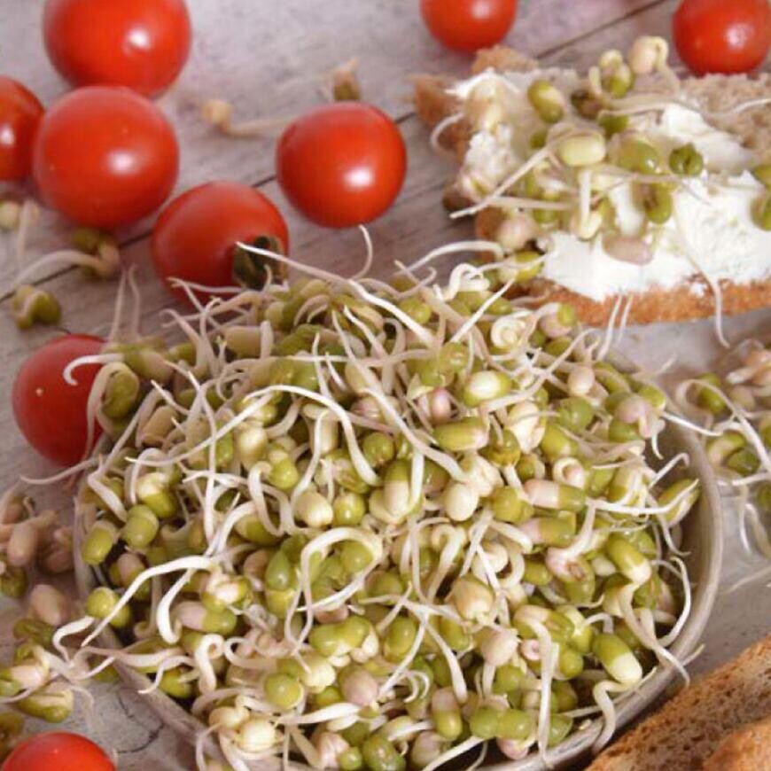 Bio Semená na klíčky - Fazuľa Mung