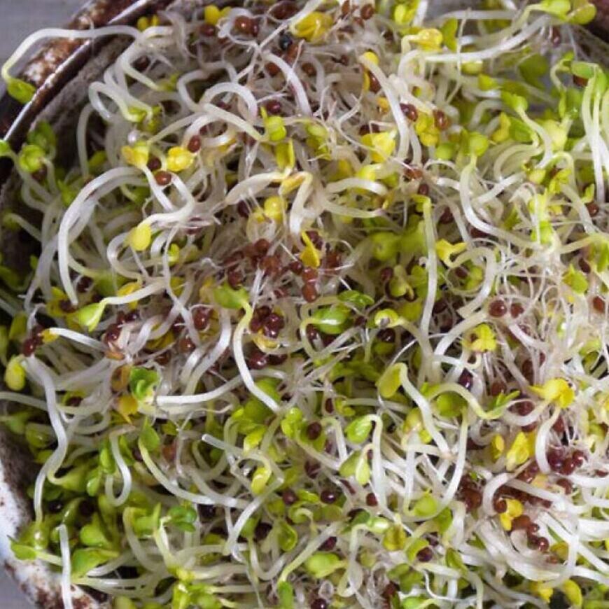 Bio Semená na klíčky - Brokolica