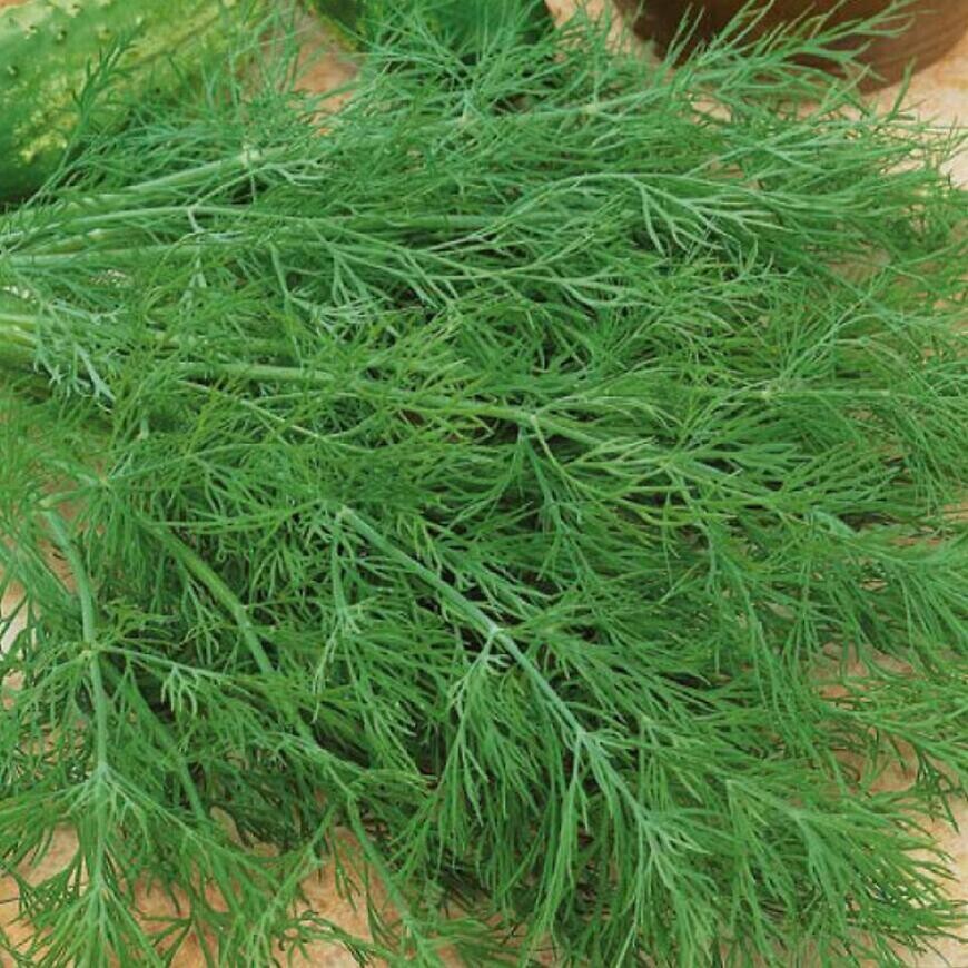 Kôpor voňavý Premium