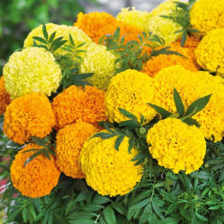 Aksamietnica vysoká Mix