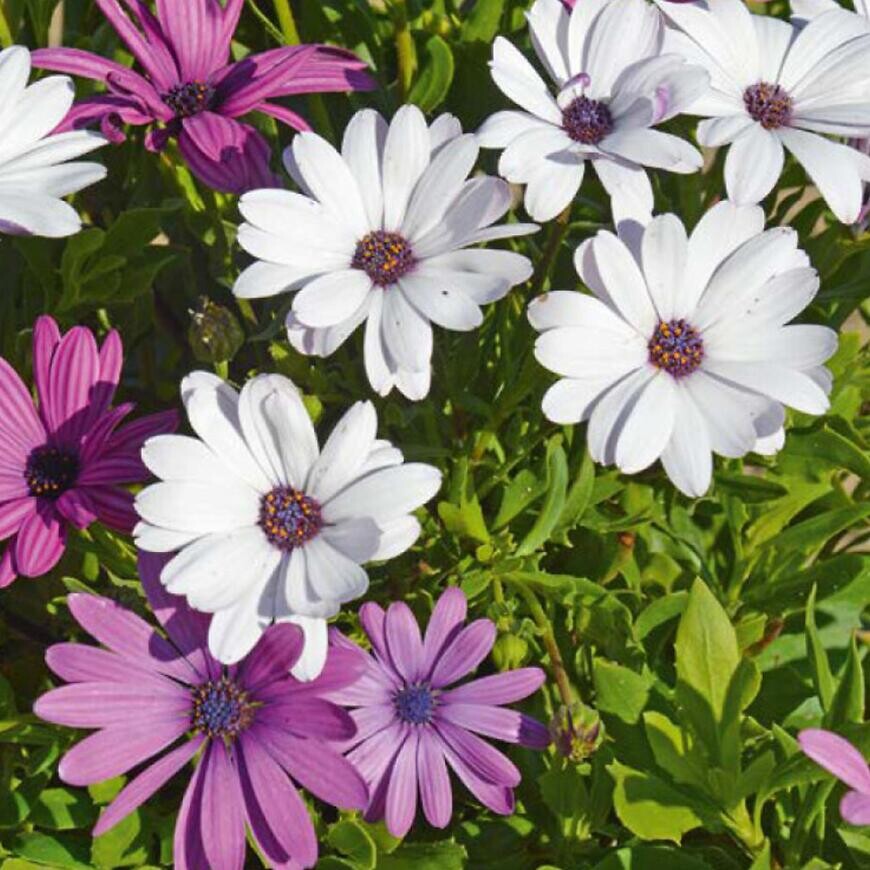 Kapská margaréta zmes