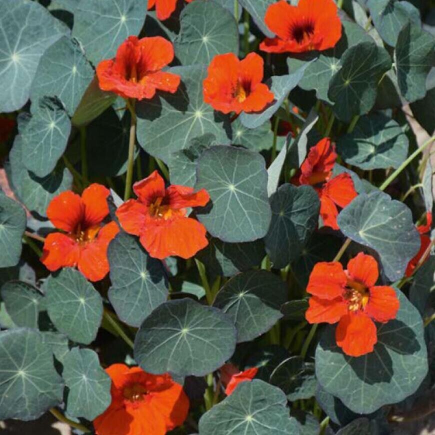 Kapucínka červená