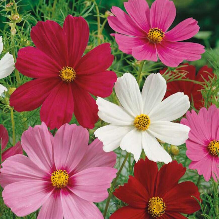 Krasuľka perovitá zmes