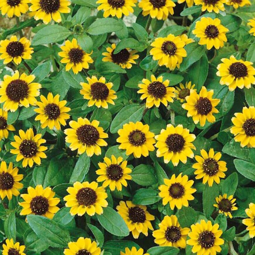 Sanvintália poliehavá