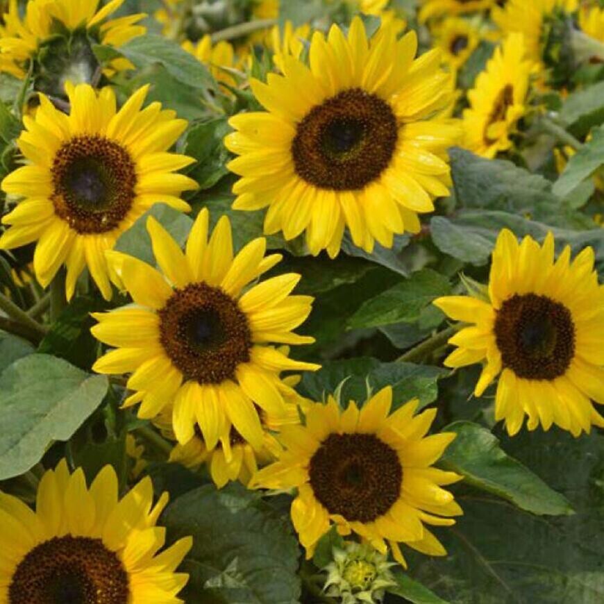 Slnečnica okrasná Polino Cola