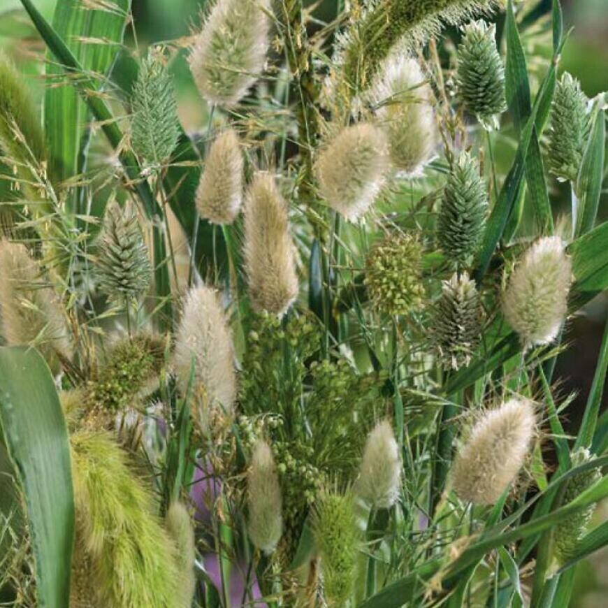 Trávna zmes pre suché kytice