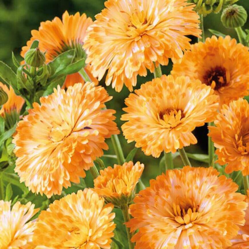 Nechtík lekársky Apricot Beauty