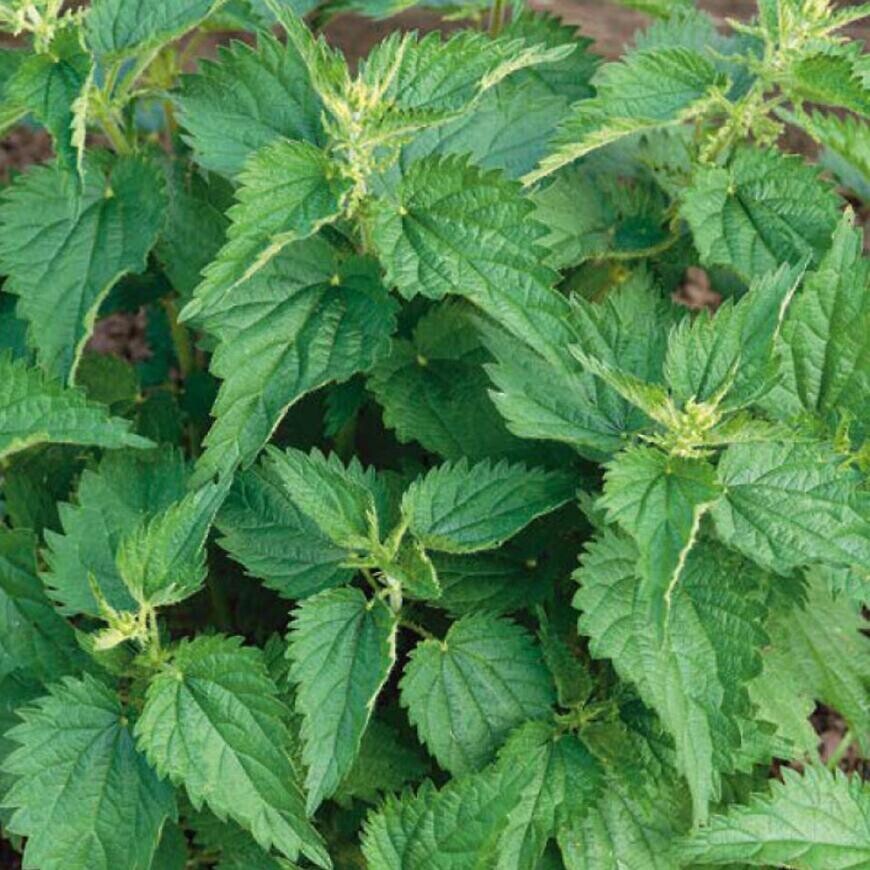 Žihľava obyčajná