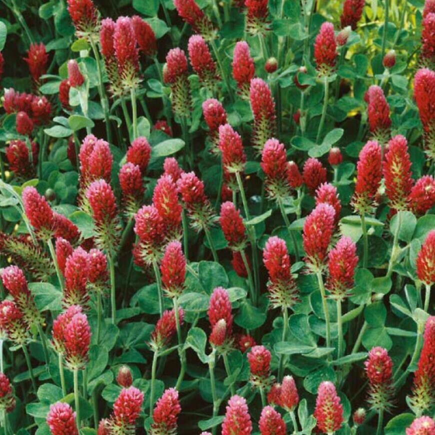 Ďatelina purpurová