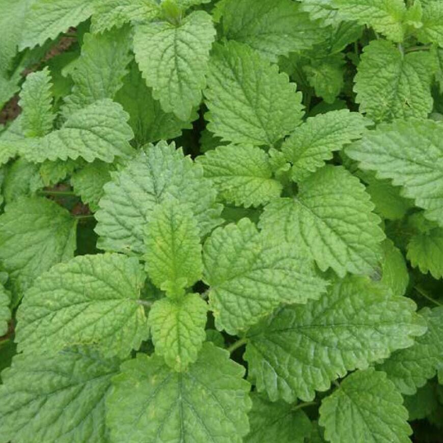 Medovka lekárska Bio