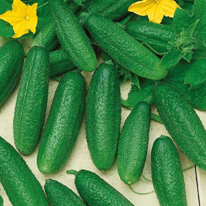 Uhorka nakladačka Ornelo F1