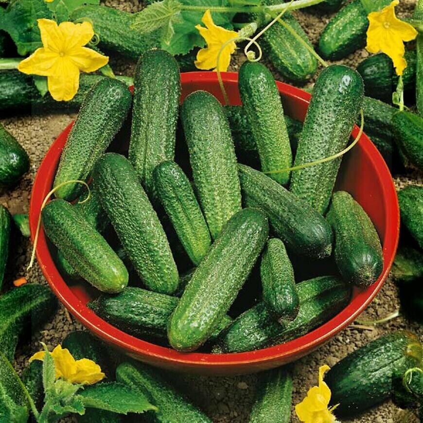 Uhorka nakladačka Sonada F1