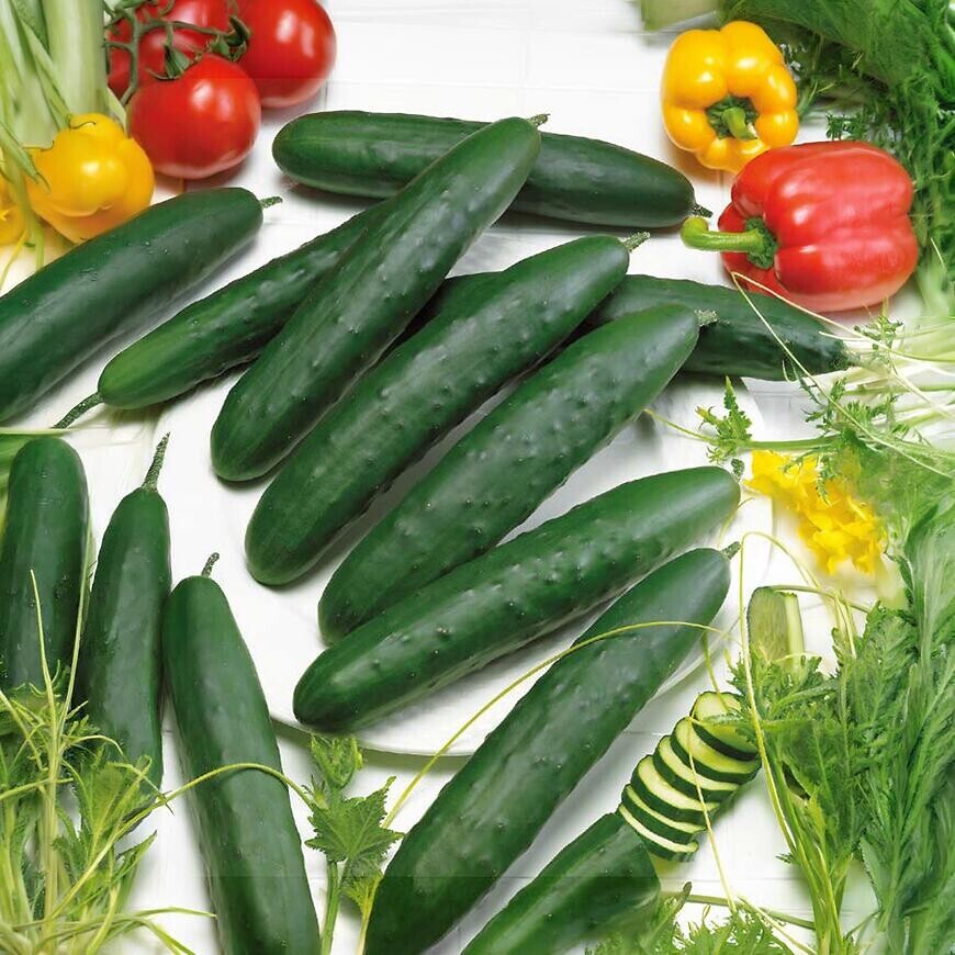 Uhorka siata šalátová Amanda F1