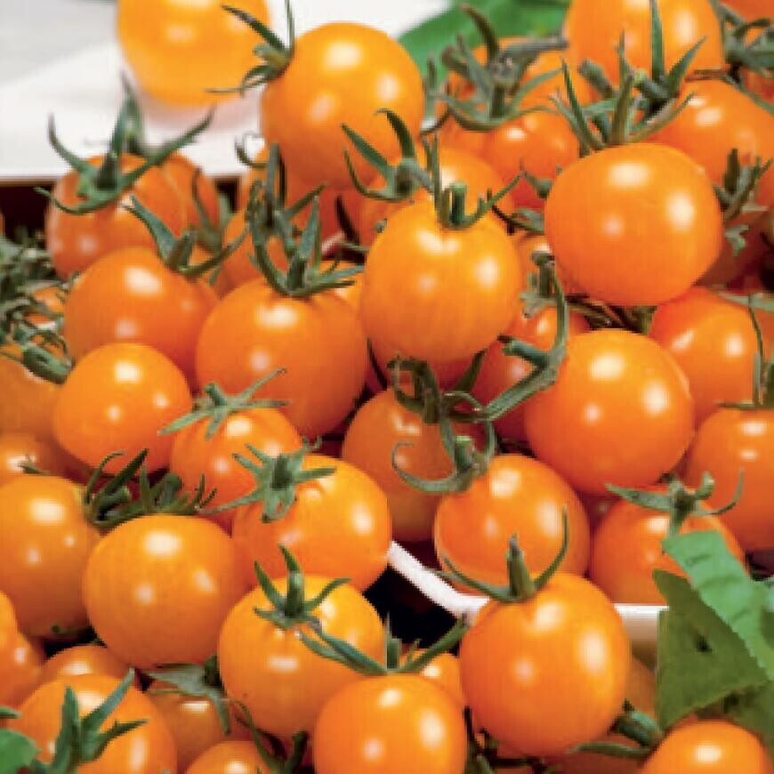 Rajčiak kríčkový balkónový oranžová Premium