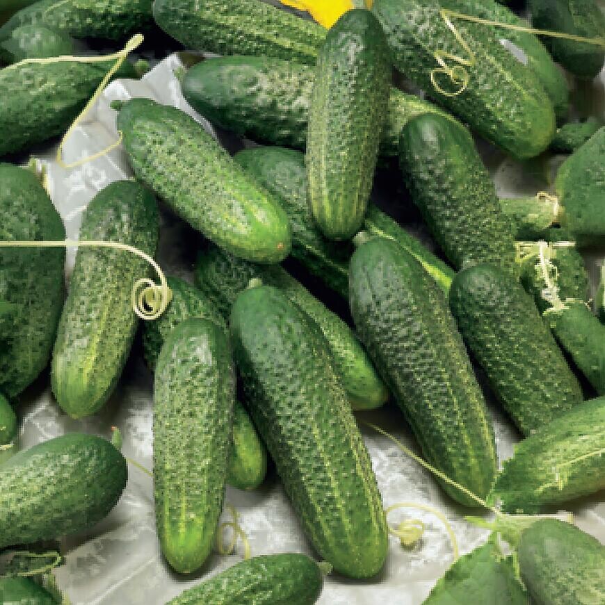 Uhorka nakladačka Premium