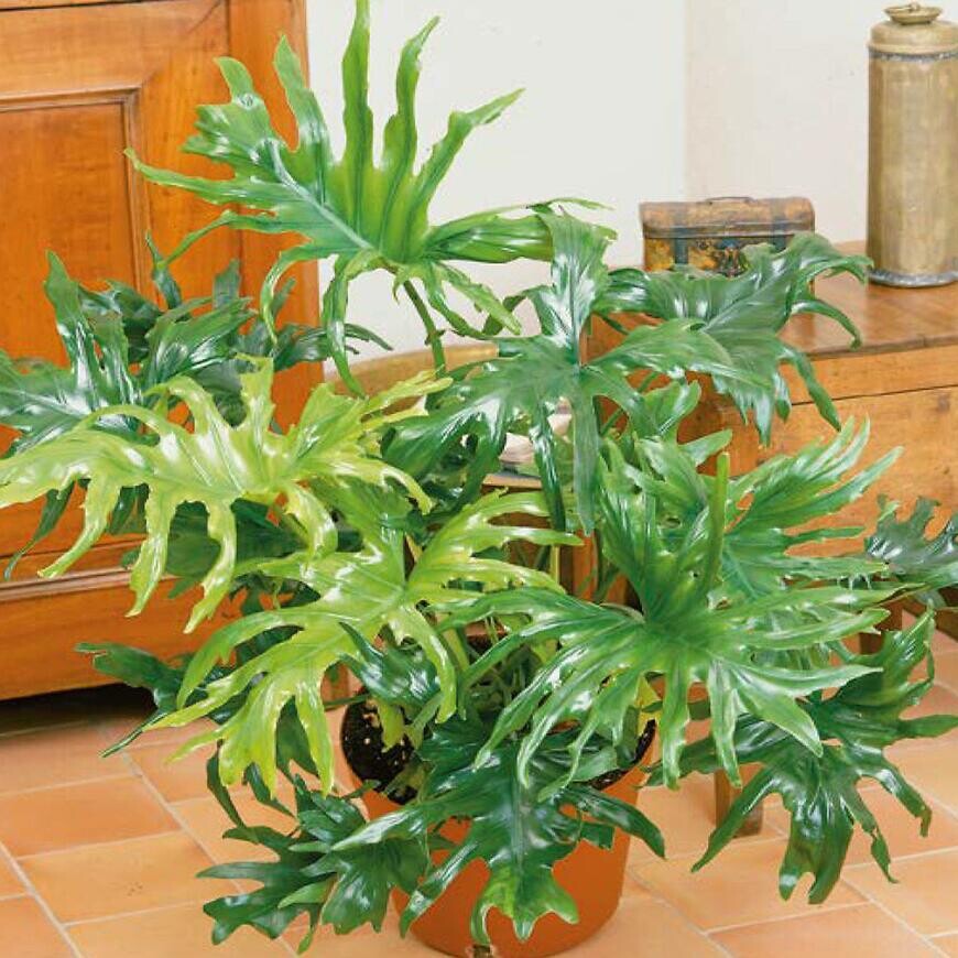Izbová rastlina Philodendron