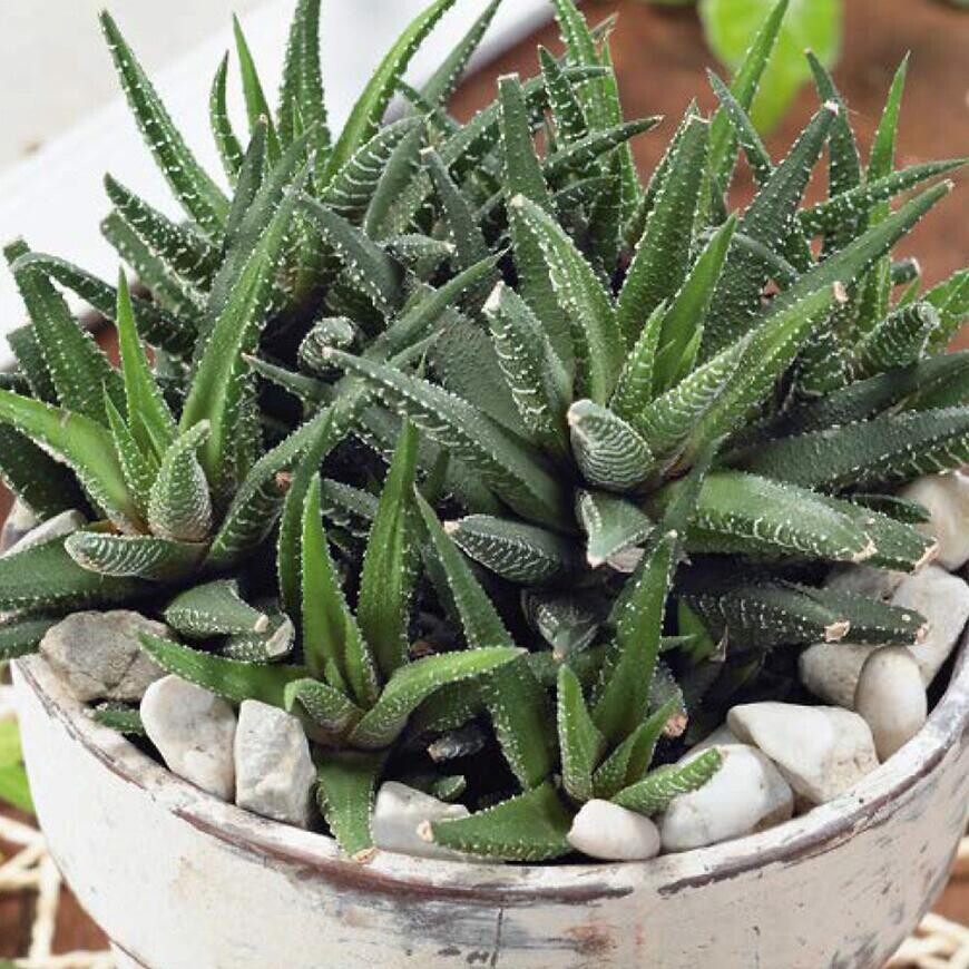 Aloe zmes