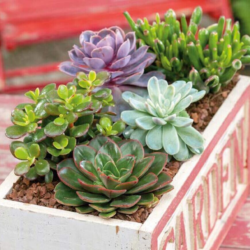 Sukulenty mix