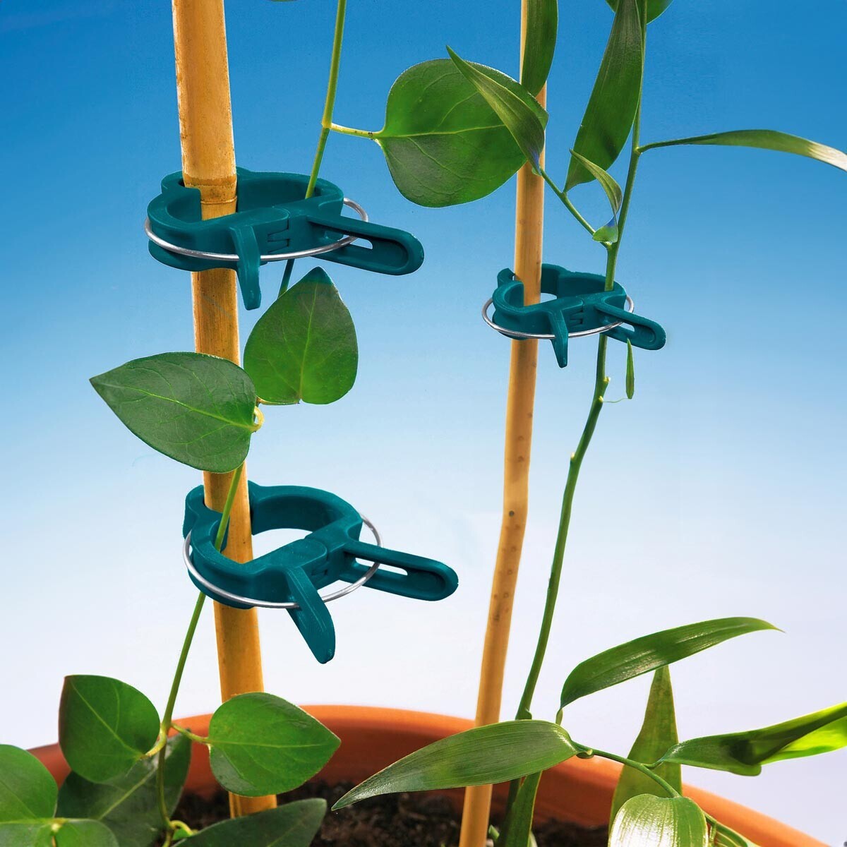 Väzby na rastliny, 20 ks