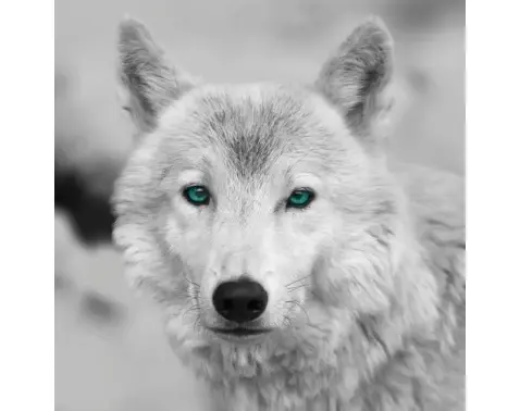 Obraz na stenu Arktický vlk, čiernobiely%