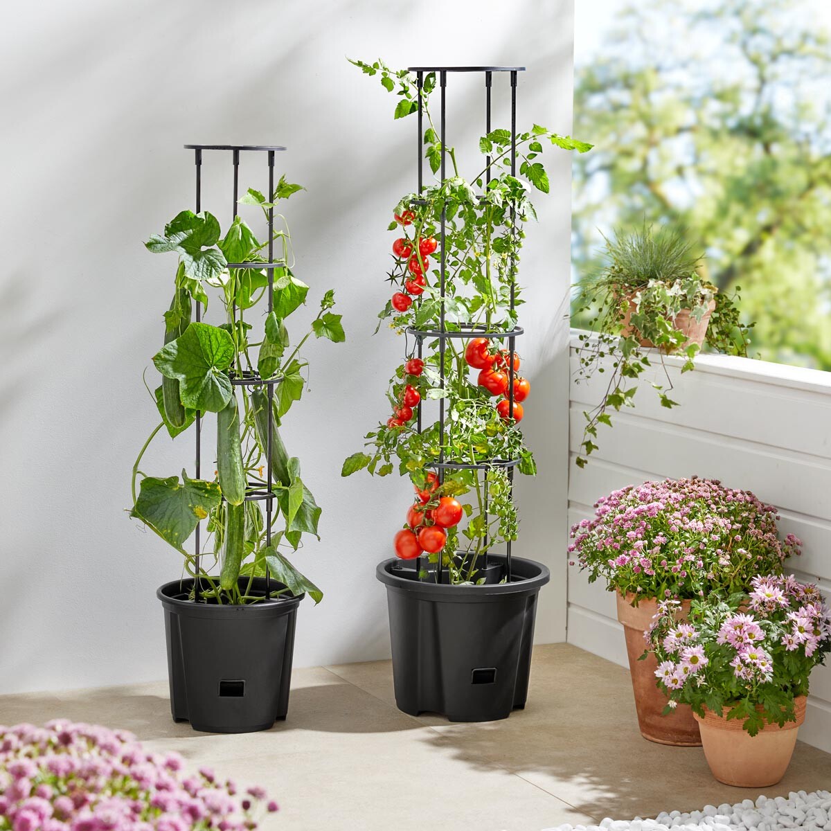 Rajčiak s podstavcom, malý