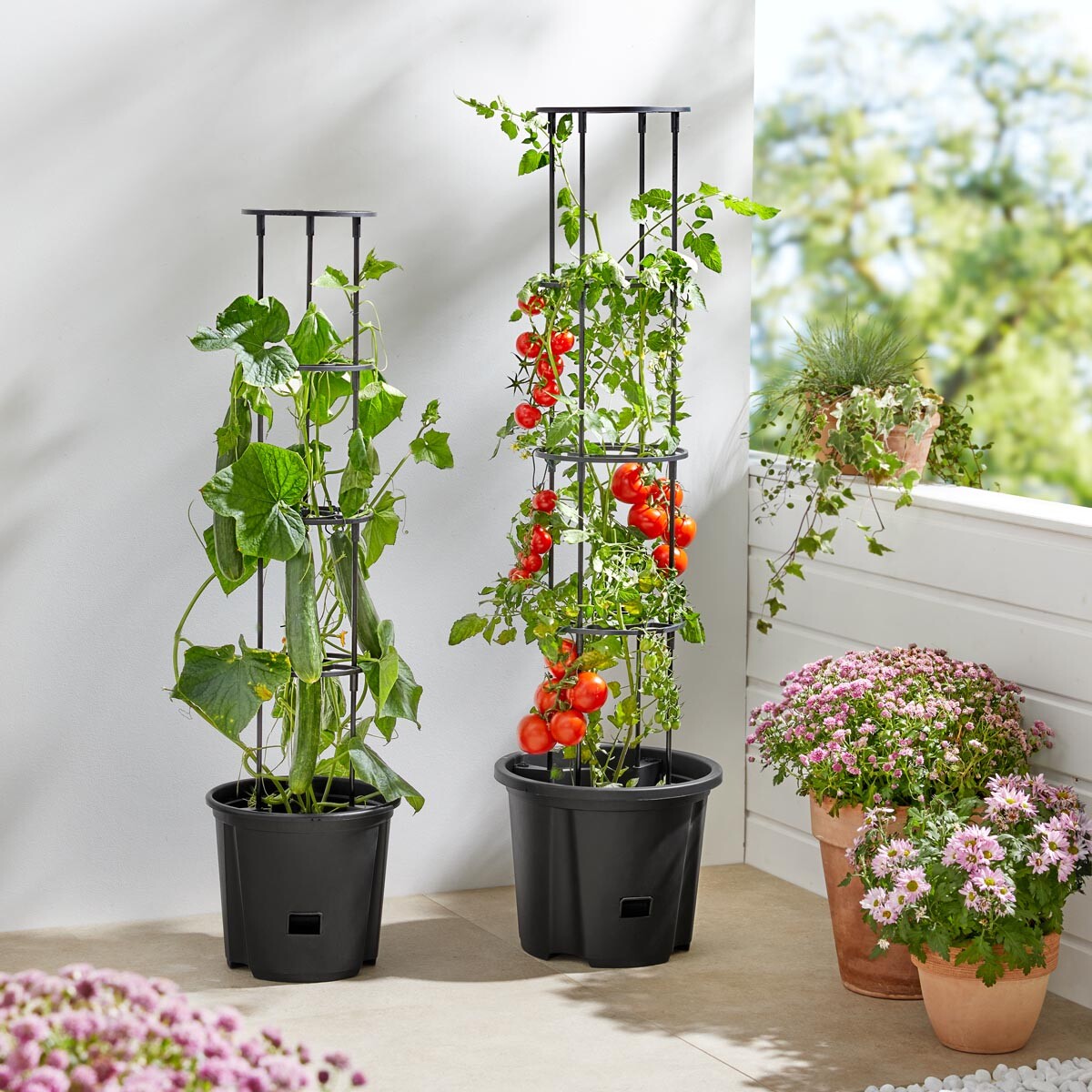 Rajčiak s podstavcom, veľký