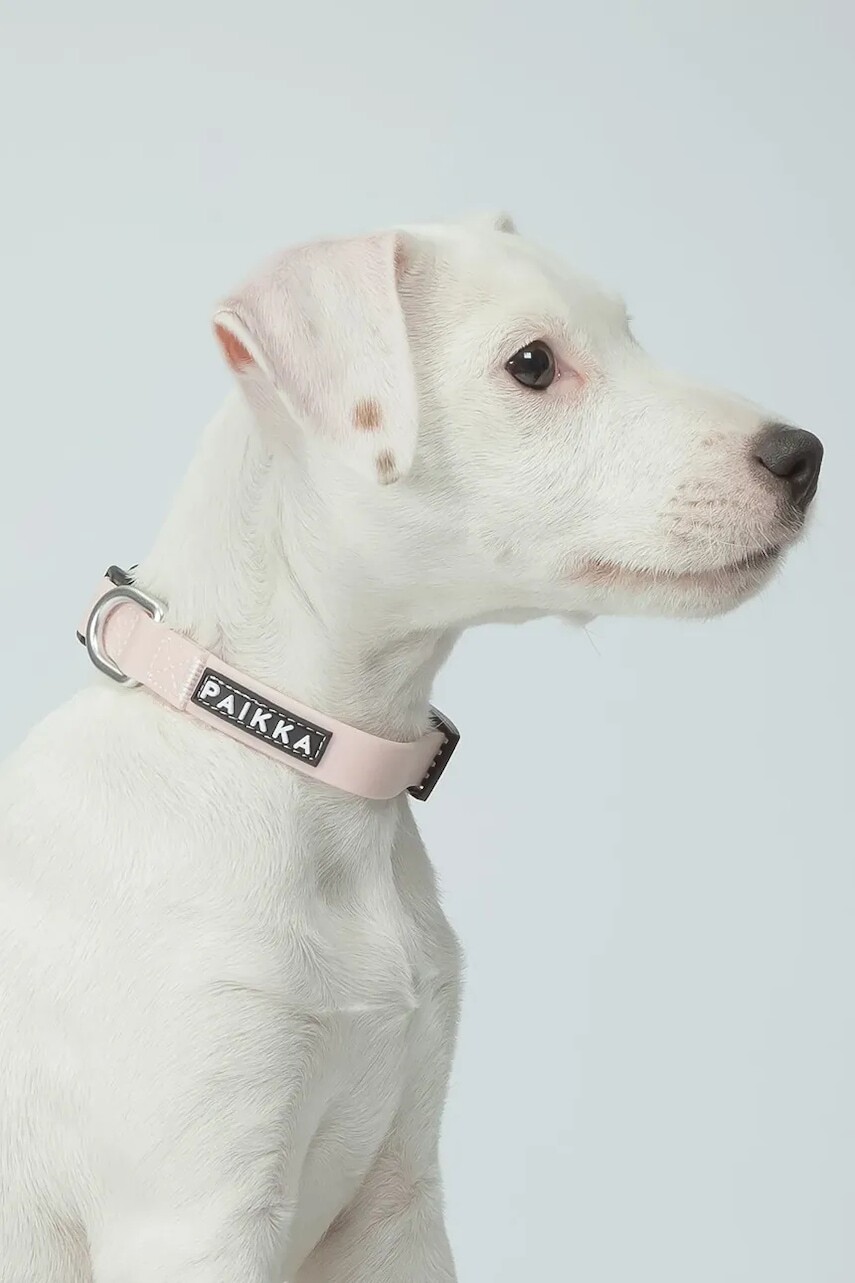 Fluorescenčný obojok pre psa PAIKKA Glow Collar 17 x 2 x 0,5 cm