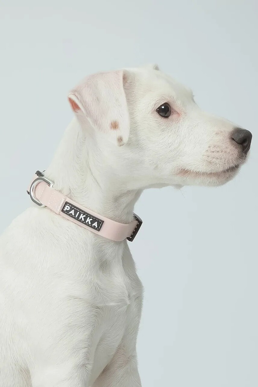 Fluorescenčný obojok pre psa PAIKKA Glow Collar 26 x 2,5 x 0,5 cm