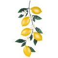 Umelé kvety Signes Grimalt Citrónová Nástenná Dekorácia