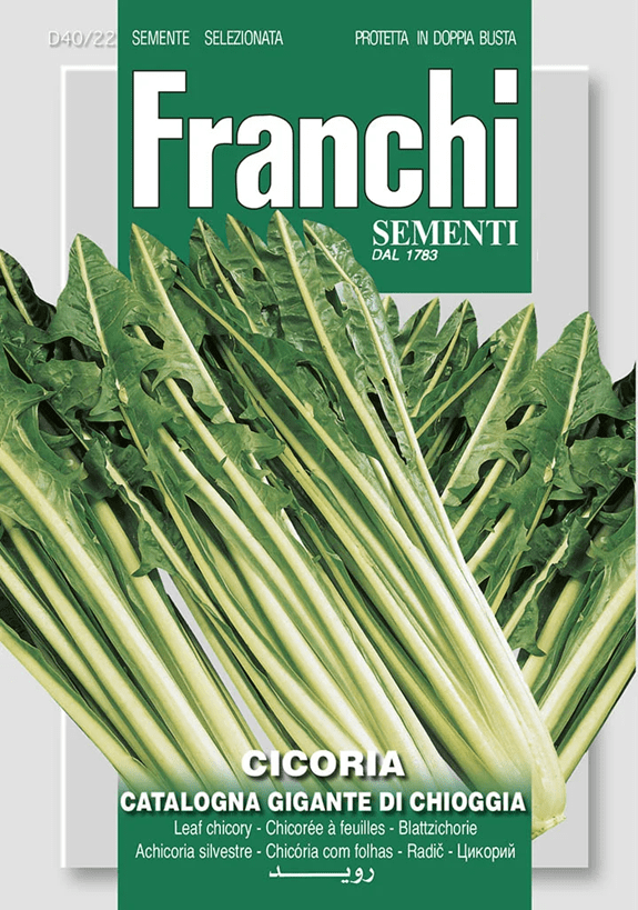 Franchi Čakanka katalánska GIGANTE DI CHIOGGIA