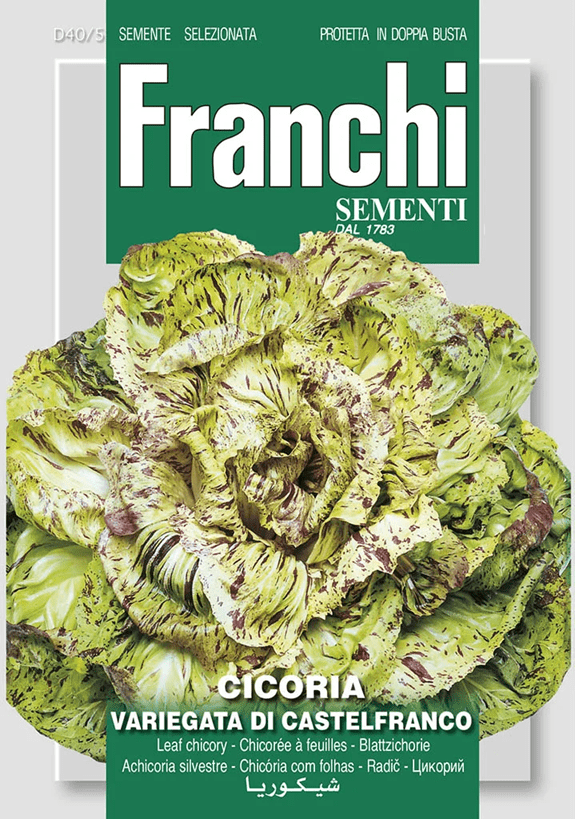 Franchi Čakanka VARIEGATA DI CASTELFRANCO